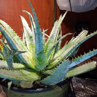 Aloe 'Walmsley's Blue'