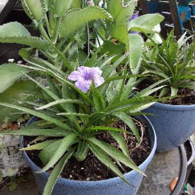 Ruellia brittoniana 'Katie'