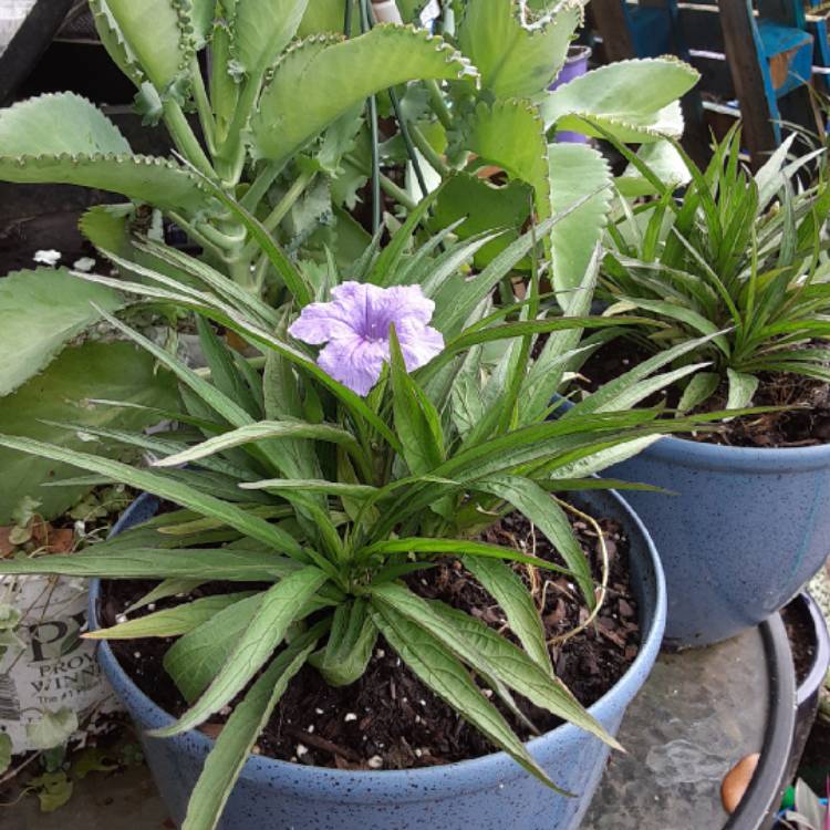 Plant image Ruellia brittoniana 'Katie'