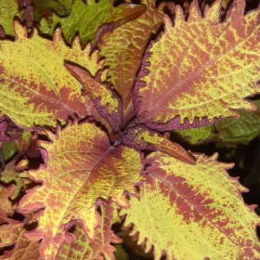 Plectranthus scutellarioides 'Balcenna' syn. Plectranthus scutellarioides 'Henna'