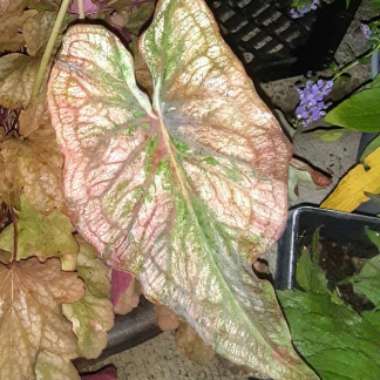 Caladium