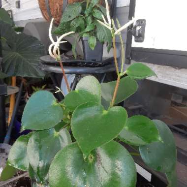 Peperomia polybotrya 'Raindrop'