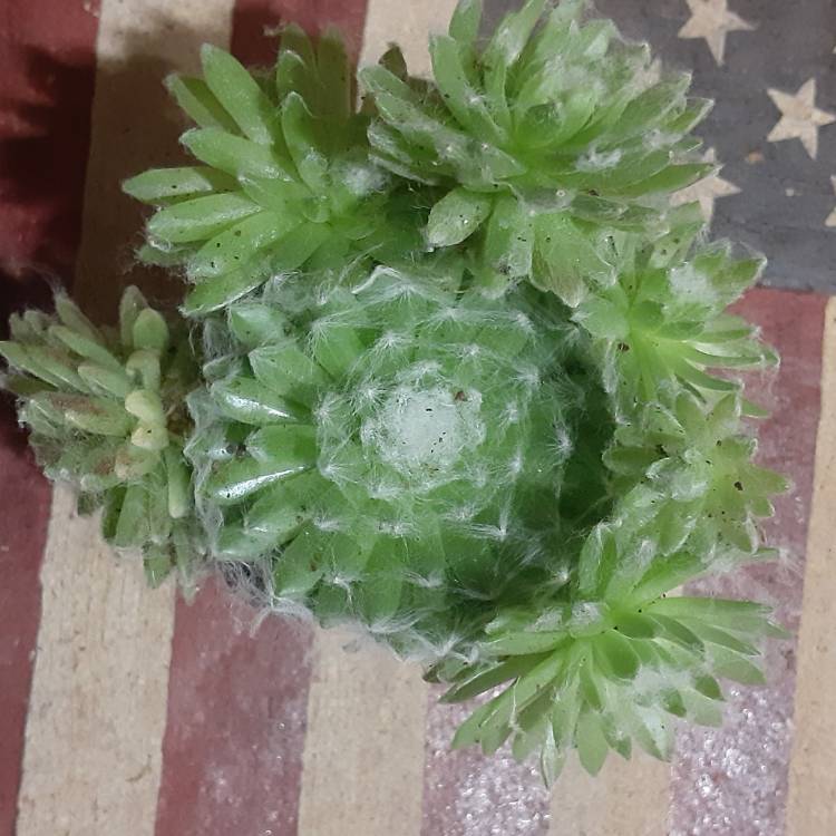 Plant image Sempervivum Candy Floss