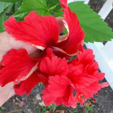 Hibiscus rosa-sinensis 'El Capitolio'