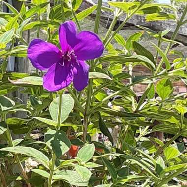 Tibouchina urvilleana