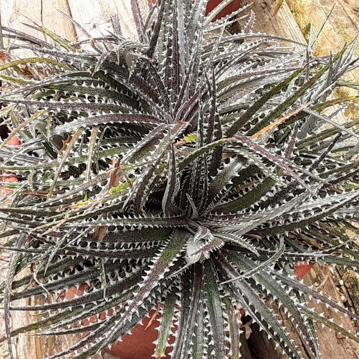 Plant image Dyckia 'Paulsen's Puzzle'