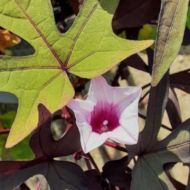 Ipomoea batatas 'Blackie'