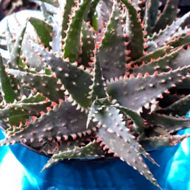 Aloe 'Christmas Sleigh'