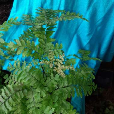 Adiantum hispidulum 'Bronze Venus'