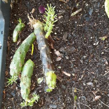 Austrocylindropuntia subulata ‘Gumby'