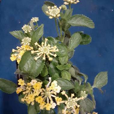 Lantana camara