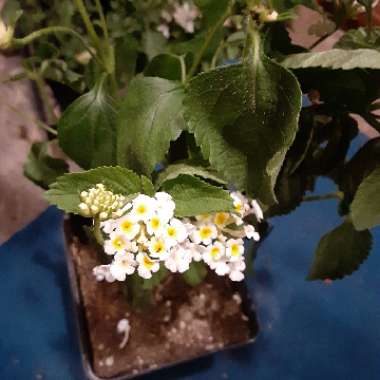 Lantana undulata