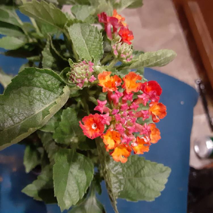 Plant image Lantana camara 'Bante Cheriasun' (Bandana Series) syn. Lantana 'Bandana Cherry Sunrise'