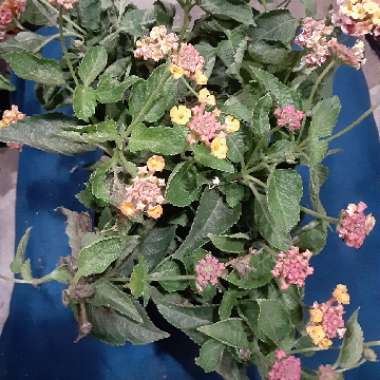 Lantana camara 'Bant Pin09' (Bandana Series) syn. Lantana 'Bandana Pink'