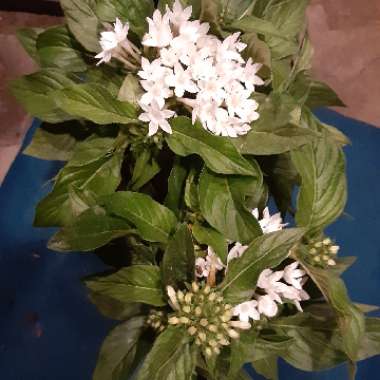 Pentas lanceolata 'Starcluster White'