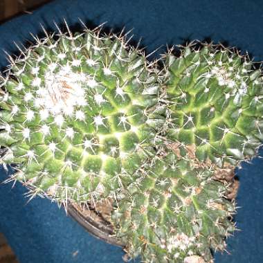 Mammillaria Compressa