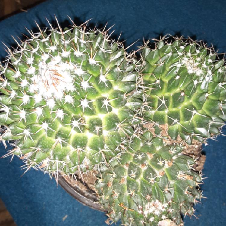 Plant image Mammillaria Compressa