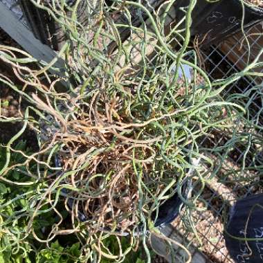 Juncus effusus f. 'Spiralis' syn. Juncus effusus 'Spiralis' dwarf