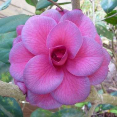 Camellia