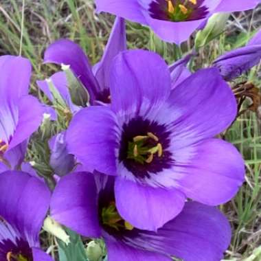 Eustoma grandiflorum