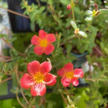 Portulaca grandiflora 'Everbloom' (Mix)