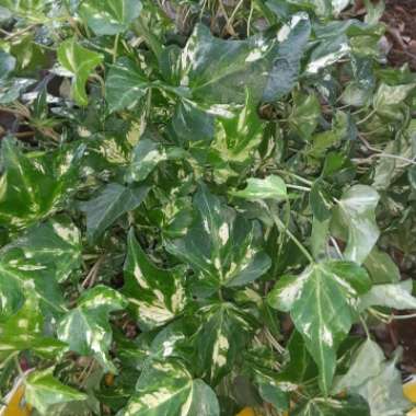 Hedera Algeriensis 'Gloire de Marengo'