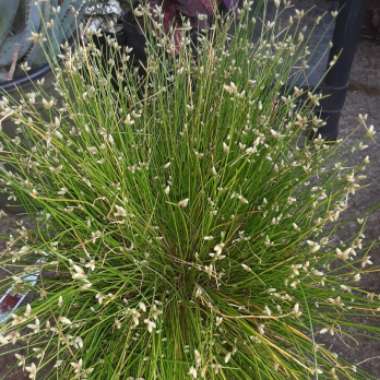 Isolepis Cernua 'Fairy Lights'