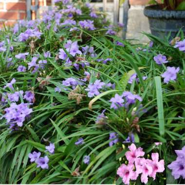 Ruellia brittoniana 'Katie'