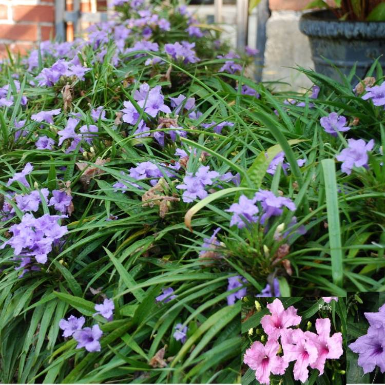 Plant image Ruellia brittoniana 'Katie'