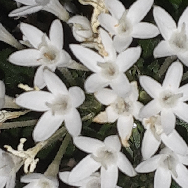 Plant image Pentas lanceolata 'Starcluster White'