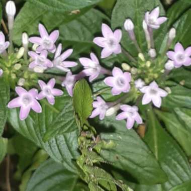 Pentas lanceolata 'Starcluster Lavender'