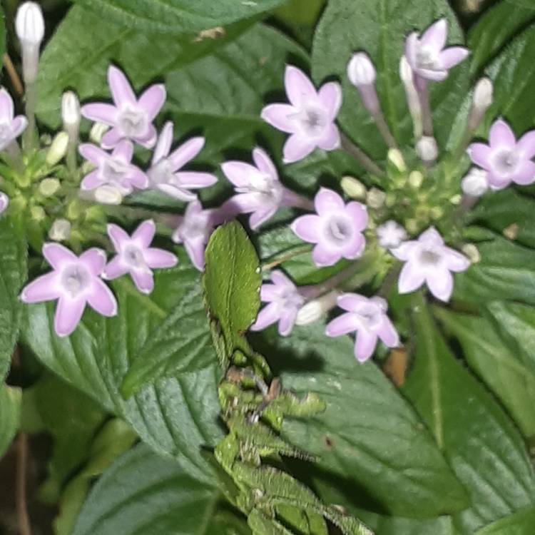 Plant image Pentas lanceolata 'Starcluster Lavender'