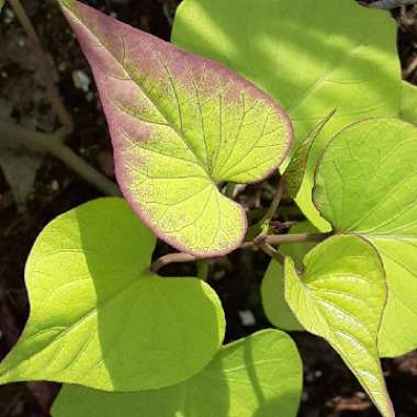 Ipomoea batatas 'Murasaki'