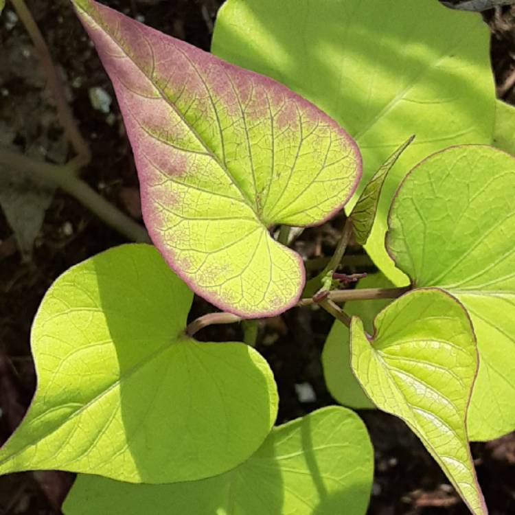 Plant image Ipomoea batatas 'Murasaki'