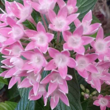 Pentas lanceolata 'Graffiti Pink'