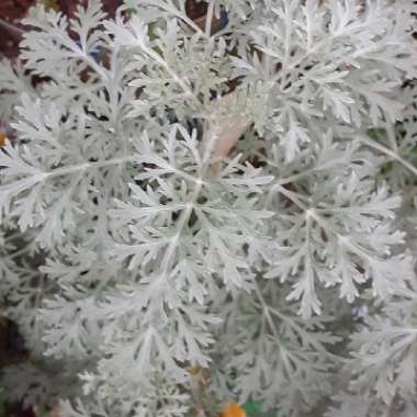 Artemisia 'Powis Castle'