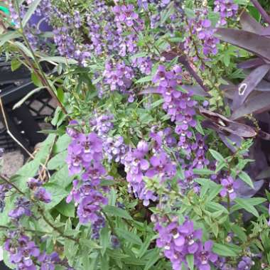 Angelonia angustifolia 'Serena Mix' (Serena Series)