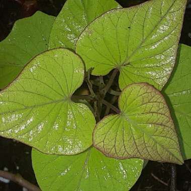 Ipomoea Batatas 'Sweet Caroline Green'