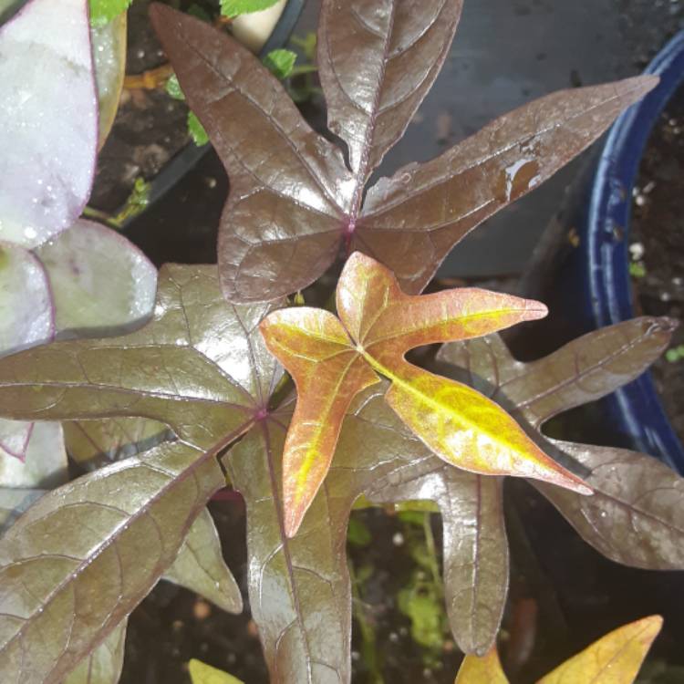 Plant image Ipomoea batatas 'Garnet Red'