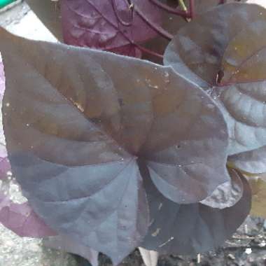 Ipomoea batatas 'Seki Blahrt' syn. Ipomoea batatas 'Sidekick Black Heart'