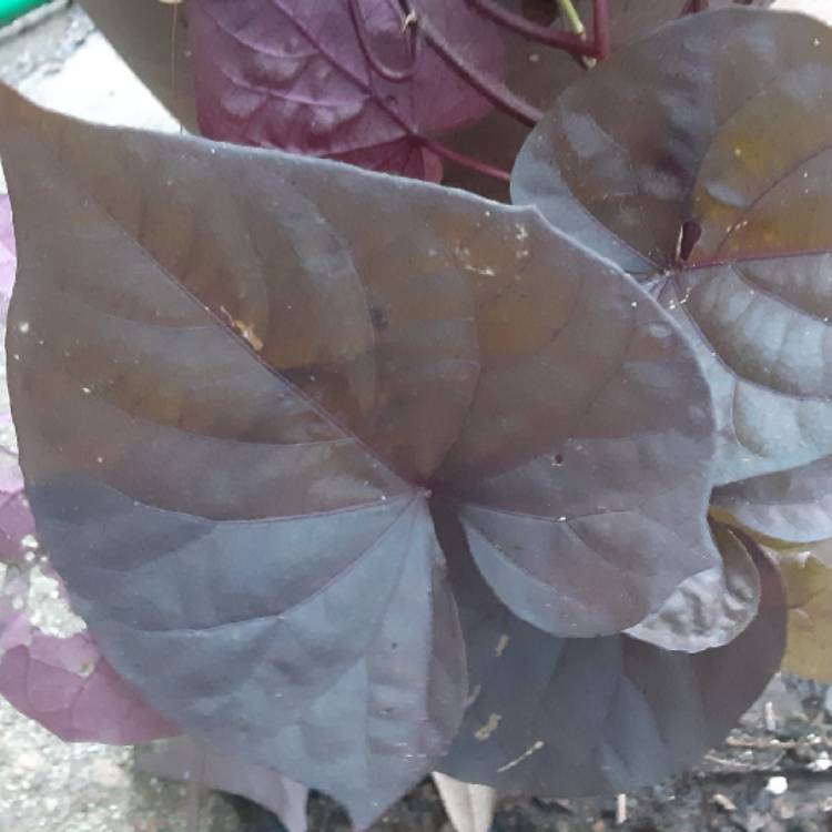 Plant image Ipomoea batatas 'Seki Blahrt' syn. Ipomoea batatas 'Sidekick Black Heart'