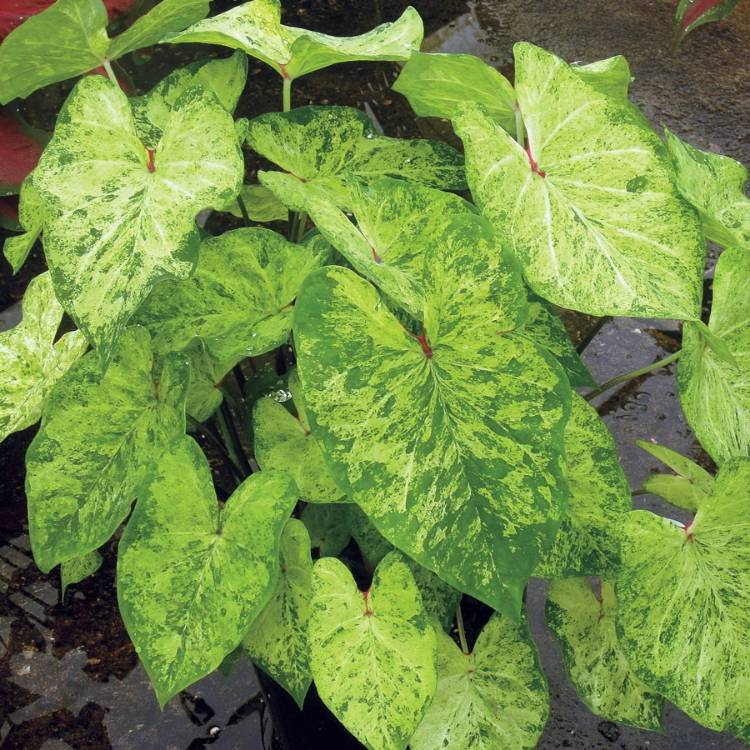 Plant image Caladium 'Frog In A Blender'