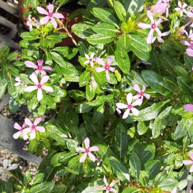 Catharanthus roseus syn. Vinca rosea