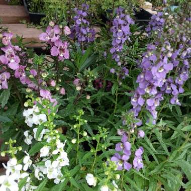 Angelonia angustifolia 'Serena Mix' (Serena Series)