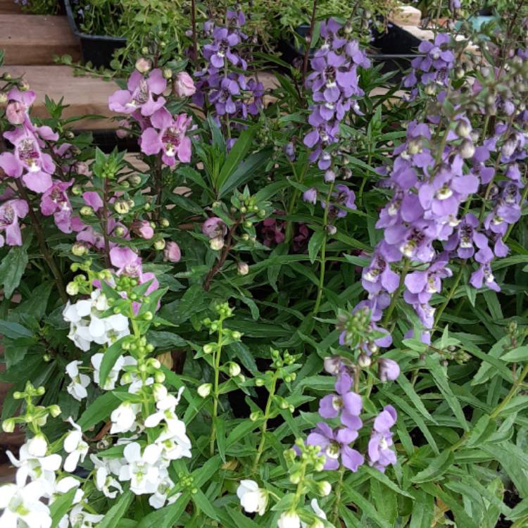 Plant image Angelonia angustifolia 'Serena Mix' (Serena Series)