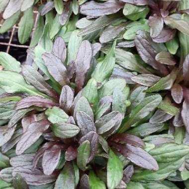 Ajuga tenorii 'Valfredda' syn. Ajuga reptans 'Valfredda', Ajuga reptans 'Chocolate Chip'