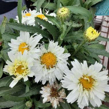 Leucanthemum x superbum 'Freak'