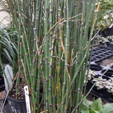 Equisetum Hyemale syn. Equisetum Japonica