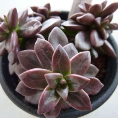 Echeveria Compressicaulis