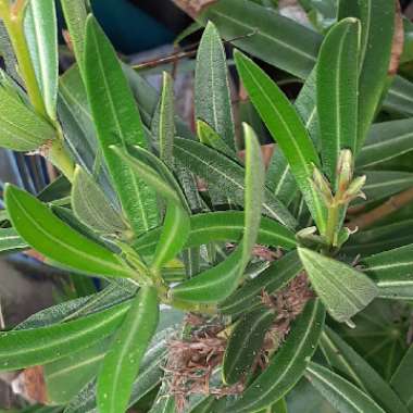 Nerium oleander